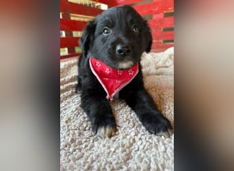 Levi ❤️ neugieriger, so lieber Welpenbub