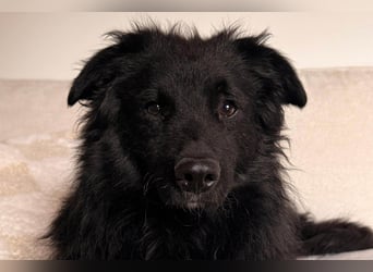 LENZI❤️sanfter Herzenshund wartet schon in 22559 Hamburg auf seine Für-Immer-Familie!