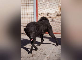 Felix ❤️ froher, süßer, aktiver Mix-Bub!