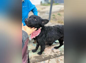 Layla ❤️ sanfte & super liebe junge Maus