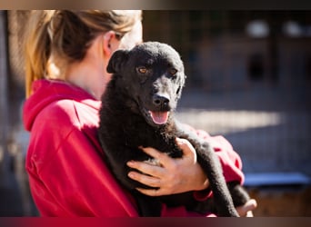 Vinn ❤️ schmusiger, süßer Kroat. Schäfi-Mix Bub sucht Liebe