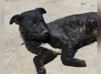 Felix ❤️ froher, süßer, aktiver Mix-Bub!