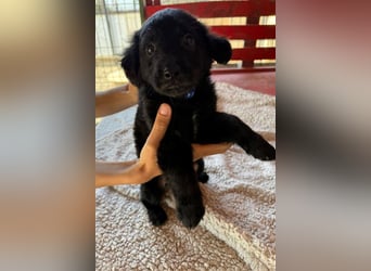 Little ♥Lenny♥ sucht seine treue Familie