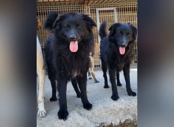 GORDI❤️liebes, verschmustes kroat. Schäferhund-Mix-Mädel