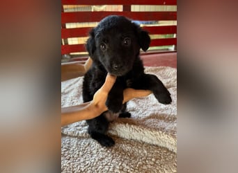 Lupo ❤️ so zuckersüßer, aktiver Welpenbub