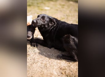 Klara ❤️ frohe, temperamentvolle Kroat. Schäfi-Mix Hündin!