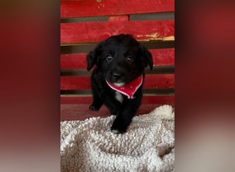 Levi ❤️ neugieriger, so lieber Welpenbub