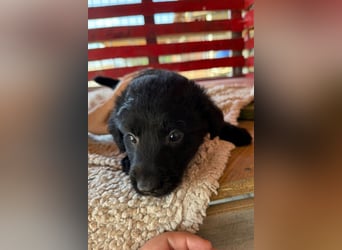 Little ♥Lenny♥ sucht seine treue Familie