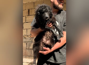 Flynn ❤️ offener, verspielter Kroat. Schäfi-Mix Rüde