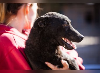 Vinn ❤️ schmusiger, süßer Kroat. Schäfi-Mix Bub sucht Liebe