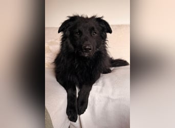 LENZI❤️sanfter Herzenshund wartet schon in 22559 Hamburg auf seine Für-Immer-Familie!