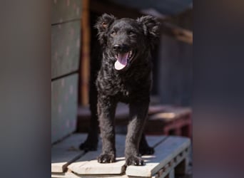 Jungrüde Chandler ♥️ aktiv, klug, freundlich