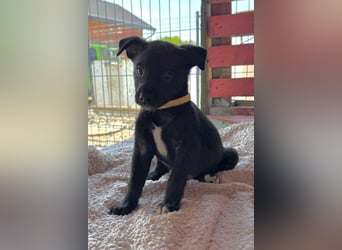 Lino ❤️ neugieriger, schmusiger Welpenbub