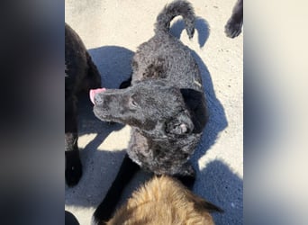 Vinn ❤️ schmusiger, süßer Bub sucht Liebe