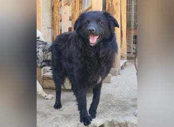 GORDI❤️liebes, verschmustes kroat. Schäferhund-Mix-Mädel