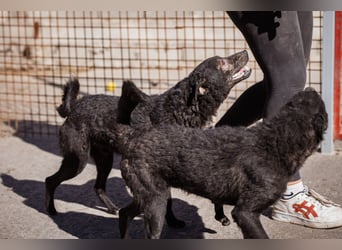 Kroat.Schäfi-Mix ♥Archie♥ fröhlicher, kuschliger, aktiver Bub