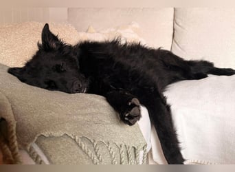 LENZI❤️sanfter Herzenshund wartet schon in 22559 Hamburg auf seine Für-Immer-Familie!