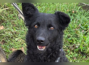 Fellschatz Milly liebt auch Katzen