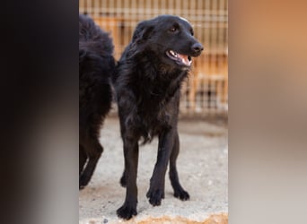 Duke ❤️ aktiver, verschmuster Kroat. Schäferhund-Mix-Rüde!