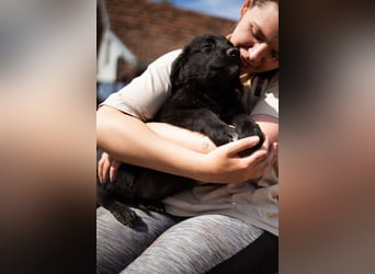 Levi ❤️ neugieriger, so lieber Welpenbub