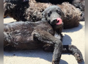 Felix ❤️ froher, süßer, aktiver Mix-Bub!