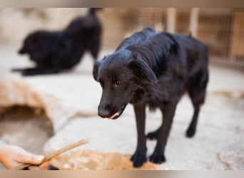 Duke ❤️ aufgeweckter, junger Kroat. Schäferhund-Mix-Bub!