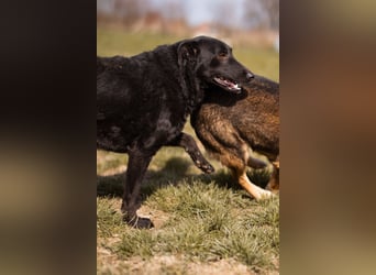 Kim ❤️ so sanfte, liebevolle Hundedame!