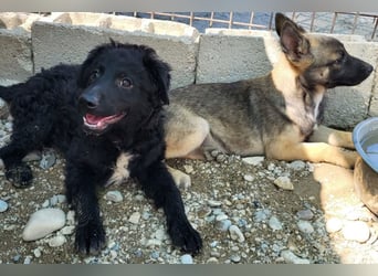 Herzchen Enya ❤️ aktives & aufgeschlossenes Welpenmädchen!