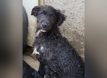 Flynn ❤️ offener, verspielter Kroat. Schäfi-Mix Rüde