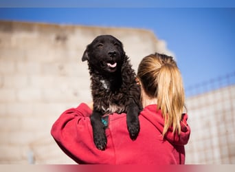 Flynn ❤️ offener, verspielter Kroat. Schäfi-Mix Rüde