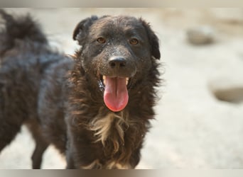 Flynn ❤️ offener, verspielter Kroat. Schäfi-Mix Rüde