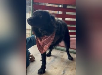 Liebe, junge ♥Lyra♥ kleine, sanfte zauberhafte Seele