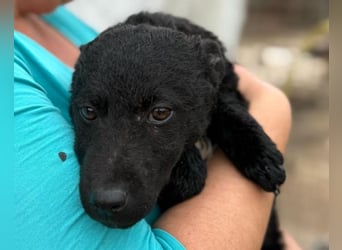 Vinn ❤️ schmusiger, süßer Bub sucht Liebe