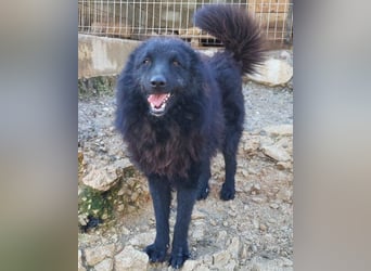 LENZI❤️unser kroat. Schäferhund-Mix-Rüde ist ein wahrer Sonnenschein!