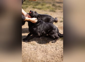 Klara ❤️ frohe, temperamentvolle Kroat. Schäfi-Mix Hündin!