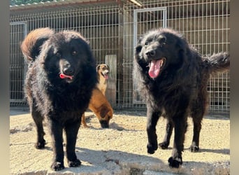 GORDI❤️liebes, verschmustes kroat. Schäferhund-Mix-Mädel