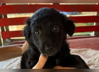 Lupo ❤️ so zuckersüßer, aktiver Welpenbub