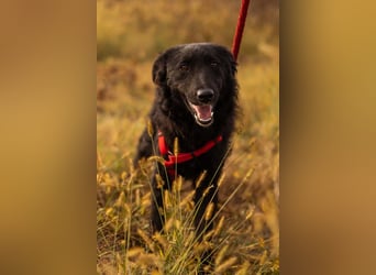 Bailey ❤️ verschmuste, liebe Kroat. Schäfi-Mix Fellnase