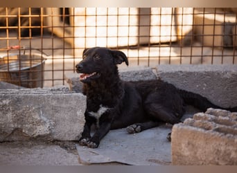Vinn ❤️ schmusiger, süßer Bub sucht Liebe