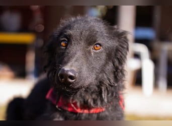 CHI CHI❤️sanfter Kroat. Schäfi-Mix-Bub sucht Liebe und seine Familie!