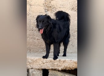 Duke ❤️ aktiver, verschmuster Kroat. Schäferhund-Mix-Rüde!