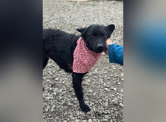 Layla ❤️ sanfte & super liebe junge Maus