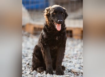 Crazy ♥Chandler♥ aktiv, klug, freundlich Crazy ♥Chandler♥ aktiv, klug, freundlich