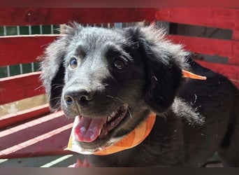 Lupo ❤️ so zuckersüßer, aktiver Welpenbub