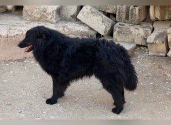 GORDI❤️liebes, verschmustes kroat. Schäferhund-Mix-Mädel