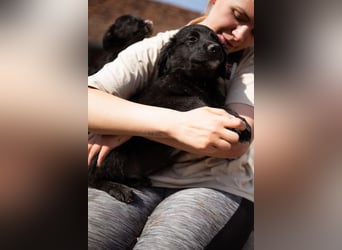 Levi ❤️ neugieriger, so lieber Welpenbub