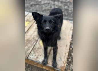 Tila ❤️ schmusige, so freundliche Hündin