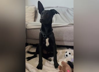 Lino ❤️ wartet in 21465 Wentorf auf deinen Besuch