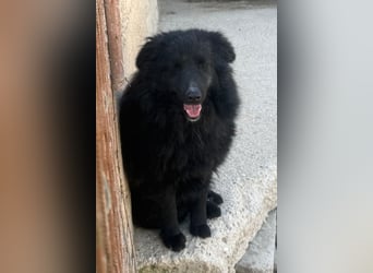Duke ❤️ aktiver, verschmuster Kroat. Schäferhund-Mix-Rüde!