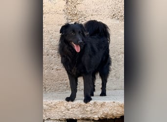 Duke ❤️ aktiver, verschmuster Kroat. Schäferhund-Mix-Rüde!